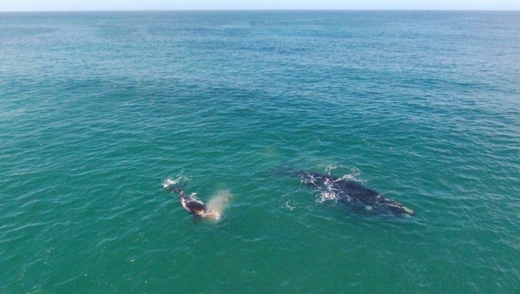 Plettenberg Bay 17 (9)