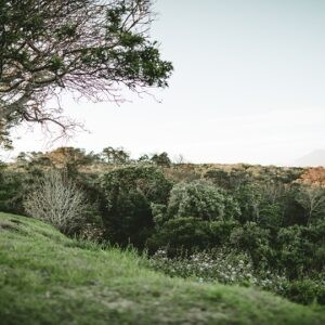 Wilderness 16 23 300x300
