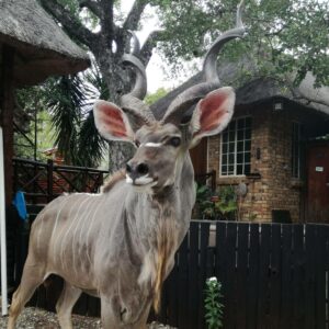 Bushveld 2 Bushveld 2