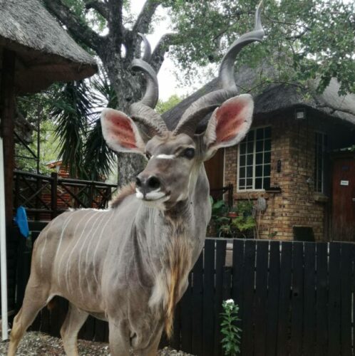 Bushveld 2 Bushveld 2