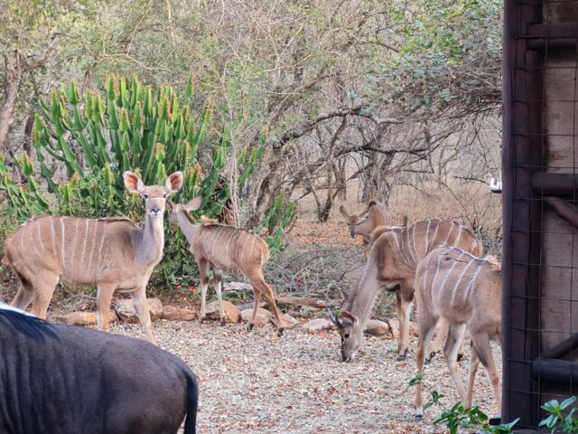 Bushveld 2 20 Scaled