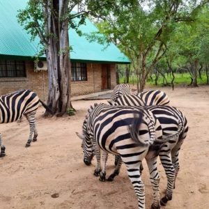 Bushveld 3 Bushveld 3
