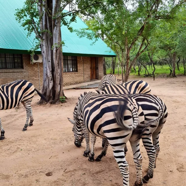 Bushveld 3