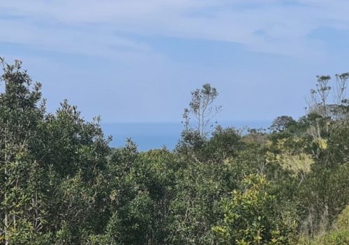 Wilderness 26